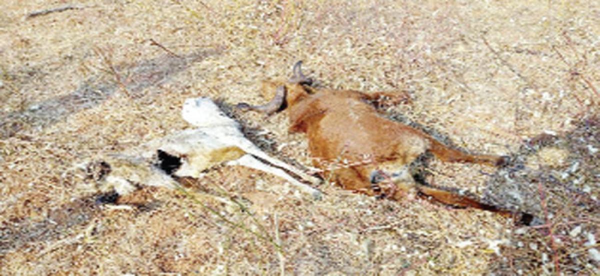 Leopard killed a goat and a sheep