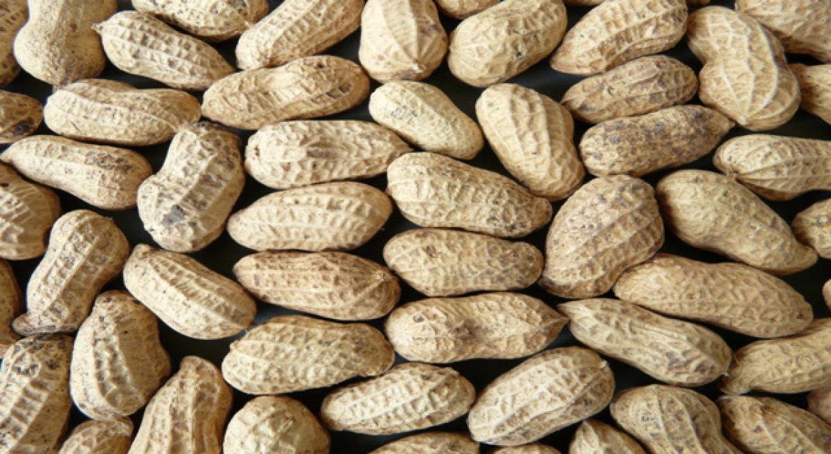 Groundnut projected at 4800 per quintal
