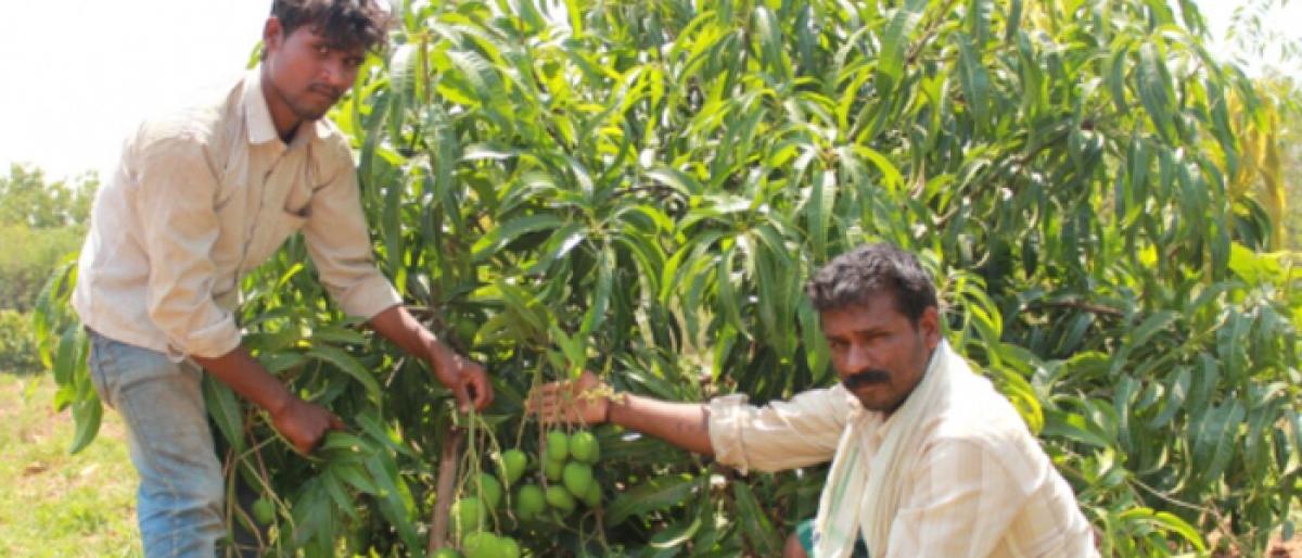 Awareness programme on mango farming today