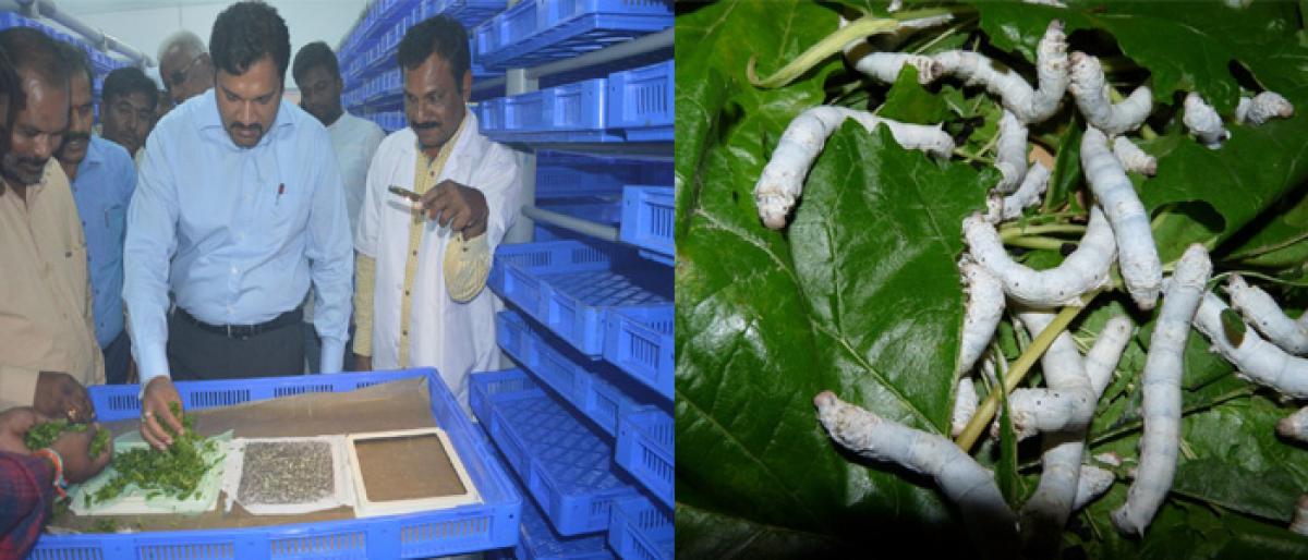 Sericulture, new ray of hope for farmers