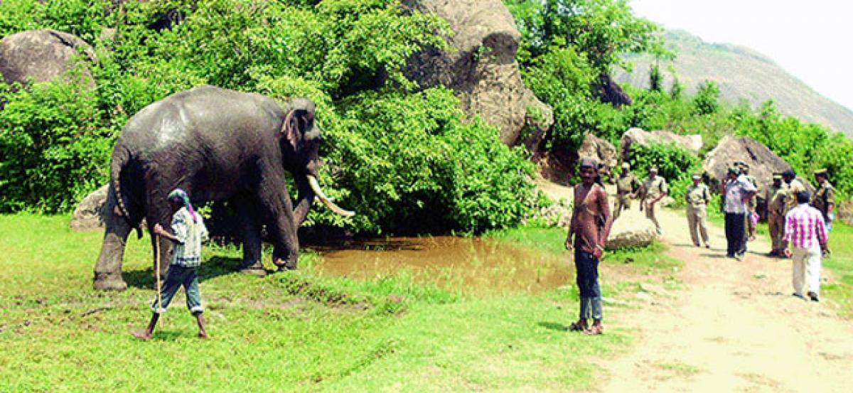 Wild tuskers sent back to reserve forest