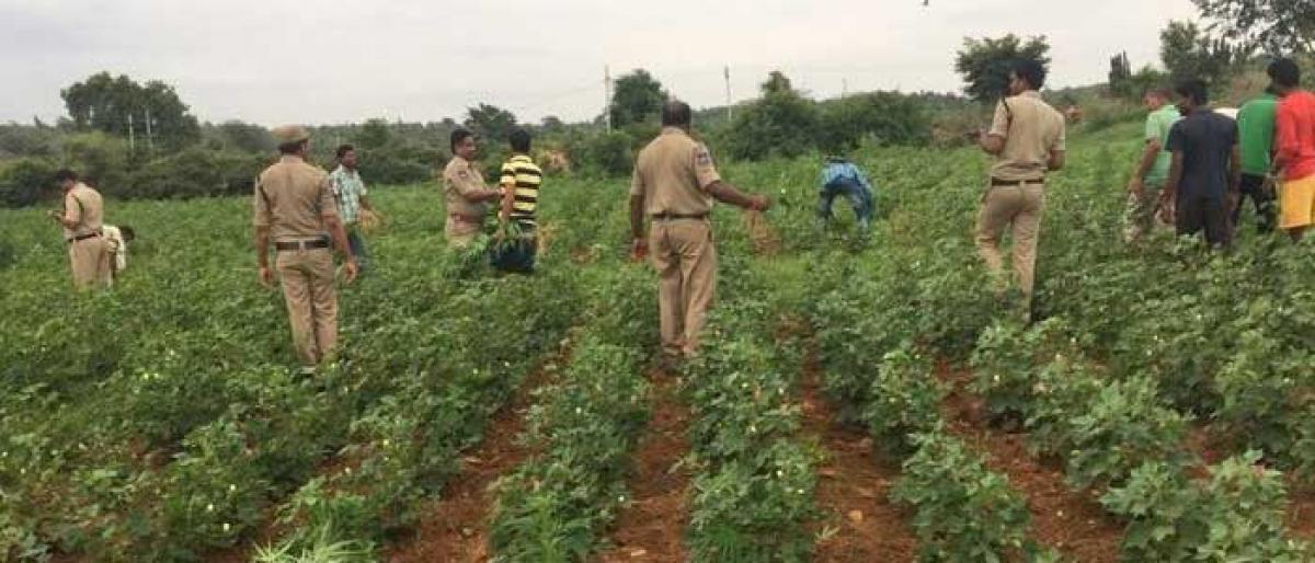 Excise police raid Ganja plantation, destroy 5,500 plants