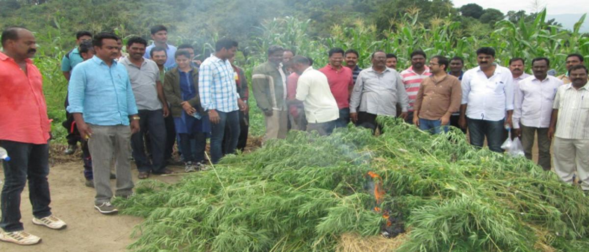 Officials destroy Marijuana plants