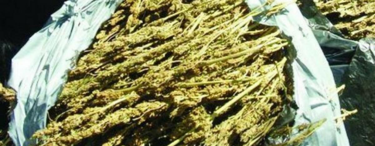 Ganja smuggling on the rise in Adilabad district