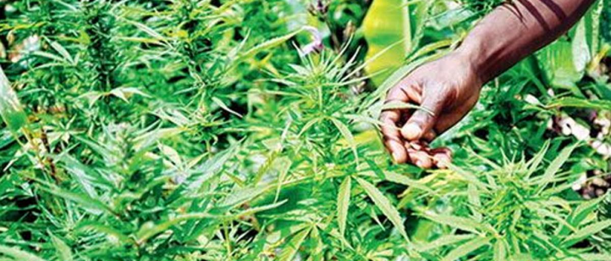 One arrested for growing Ganja in Nagarkurnool