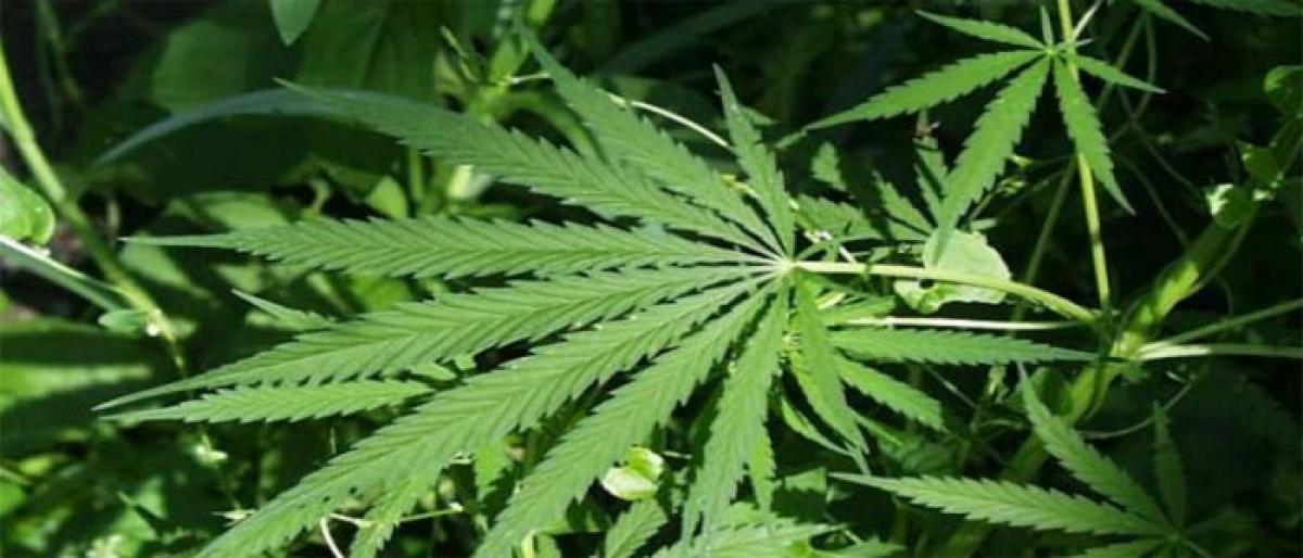 AOB a hub of ganja smuggling