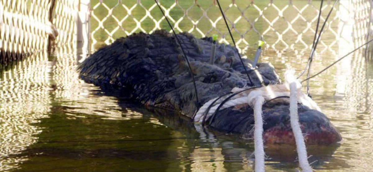 Giant crocodile captured in Australia to stop it going to town
