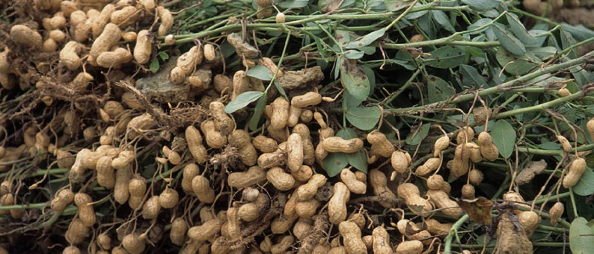 Groundnut farmers protest for remunerative price for produce