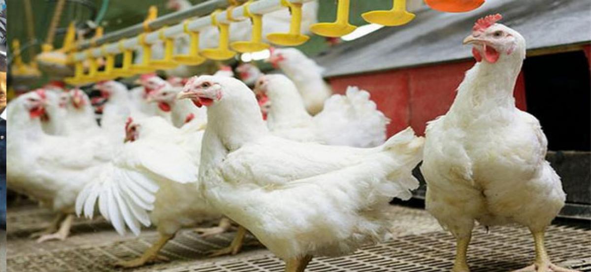 Infected chicken being sold openly