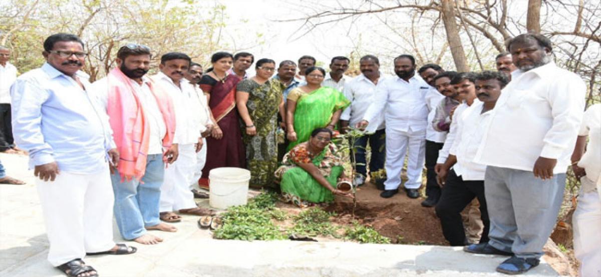 Corporator plants sapling on temple premises
