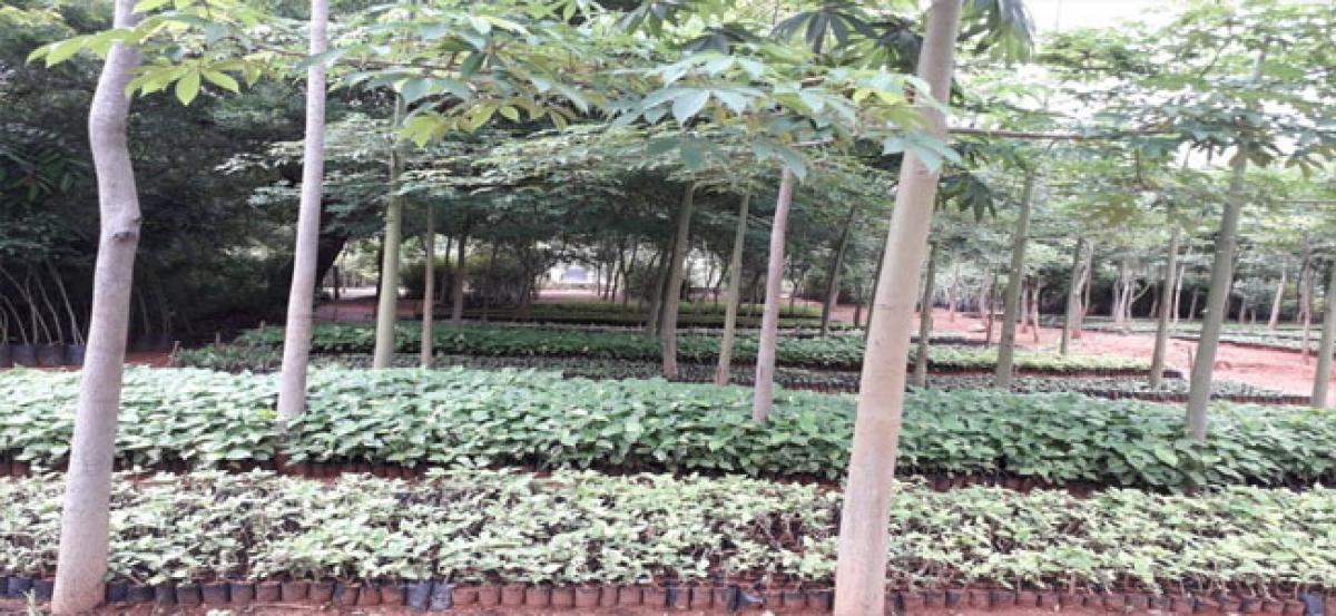 6.46 lakh saplings available at nurseries for plantation