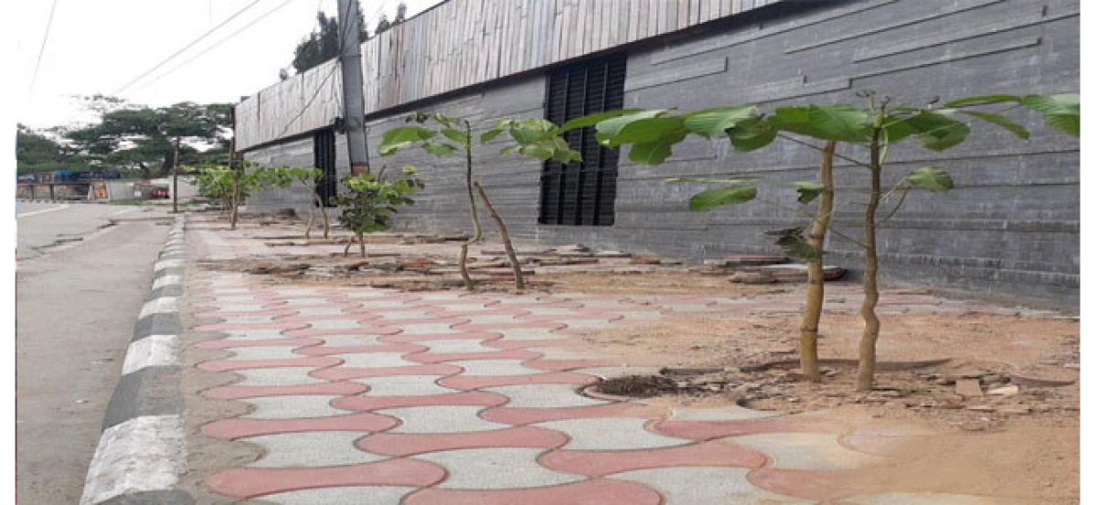 Plants saplings on footpaths leaving no space for pedestrians