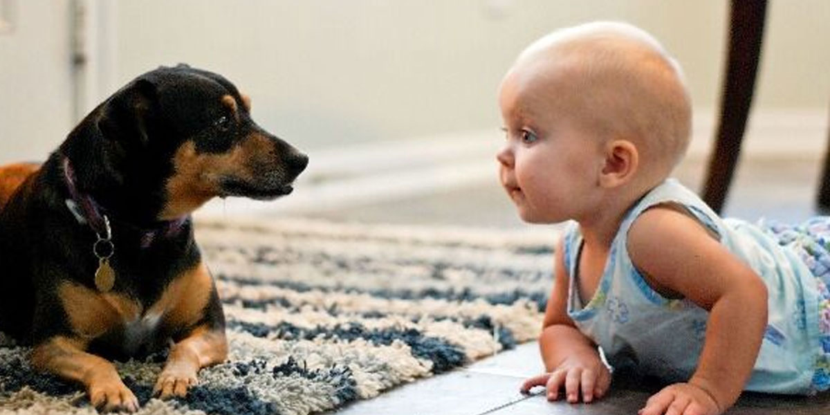 Exposure to pets during infancy reduce allergies later in life: Study