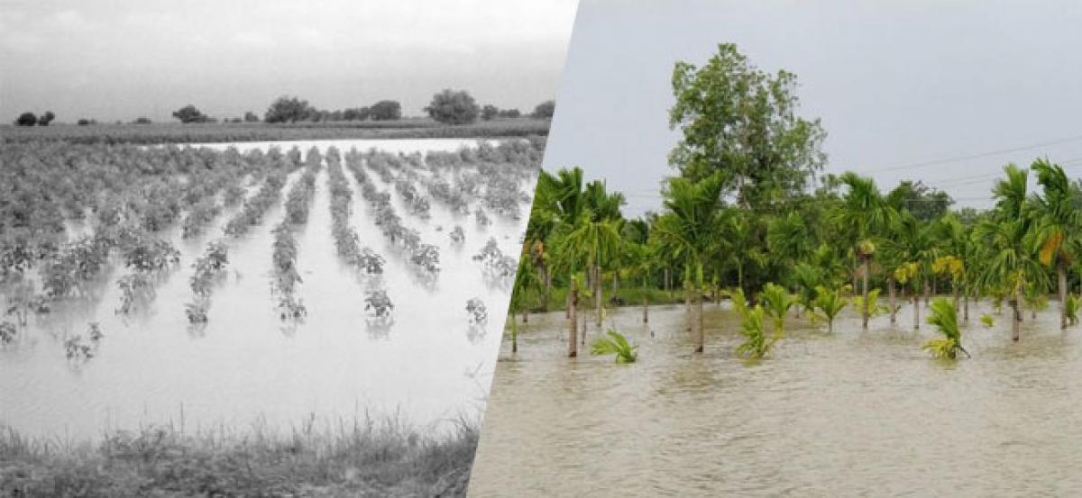 Heavy Rains Lash West Godavari & Krishna, Crops Damaged