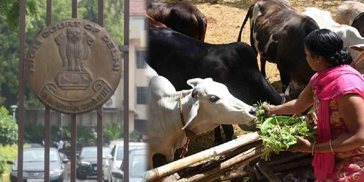 Illegal dairies : HC asks AAP govt to relocate dairies, rescue cattle