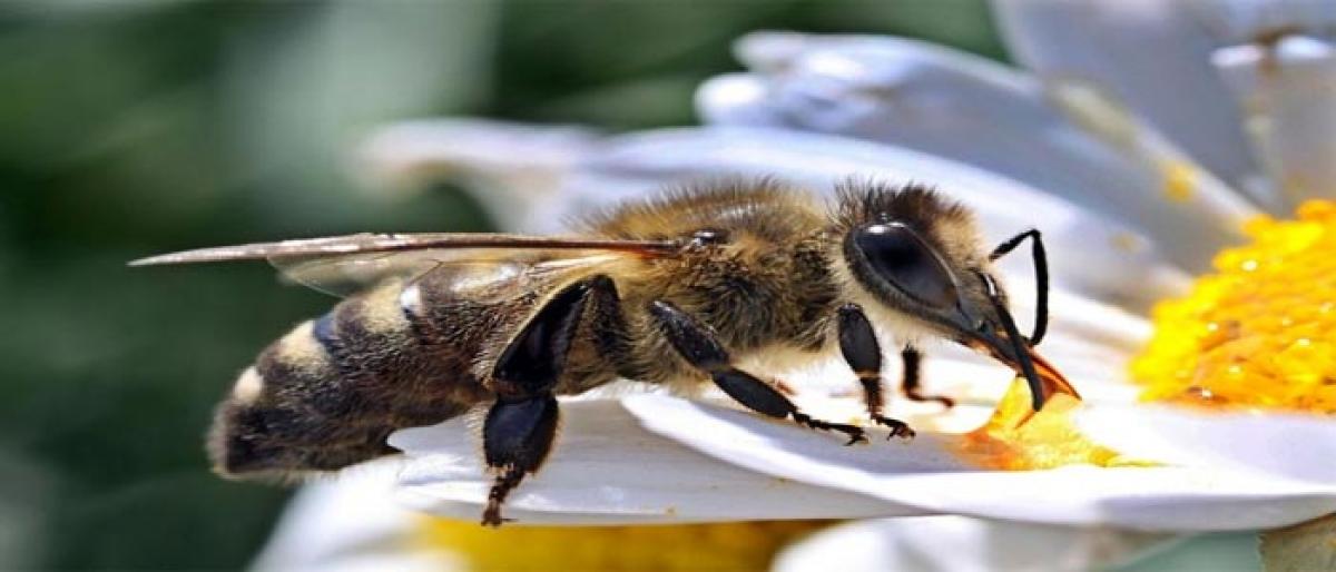 Pesticides found in 75% of worlds honey