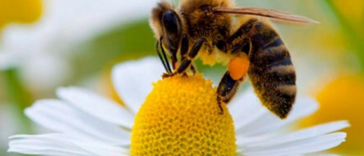 Bee-vision can change the way drones see the world: Study