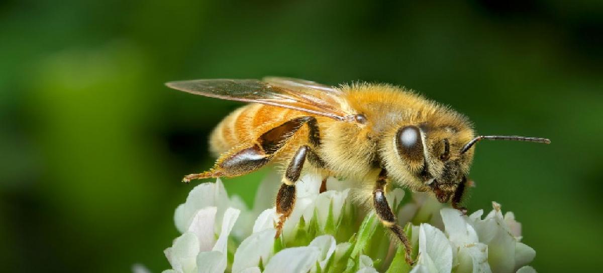 ‘Positive attention strategy’ – HR message of honeybee