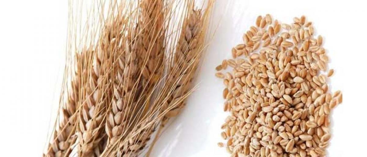 Gene discovery may lead to high-yielding hybrid wheats