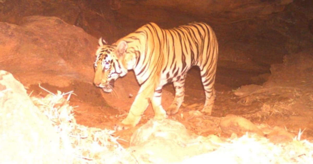 Forest officials elated over boom in tiger population