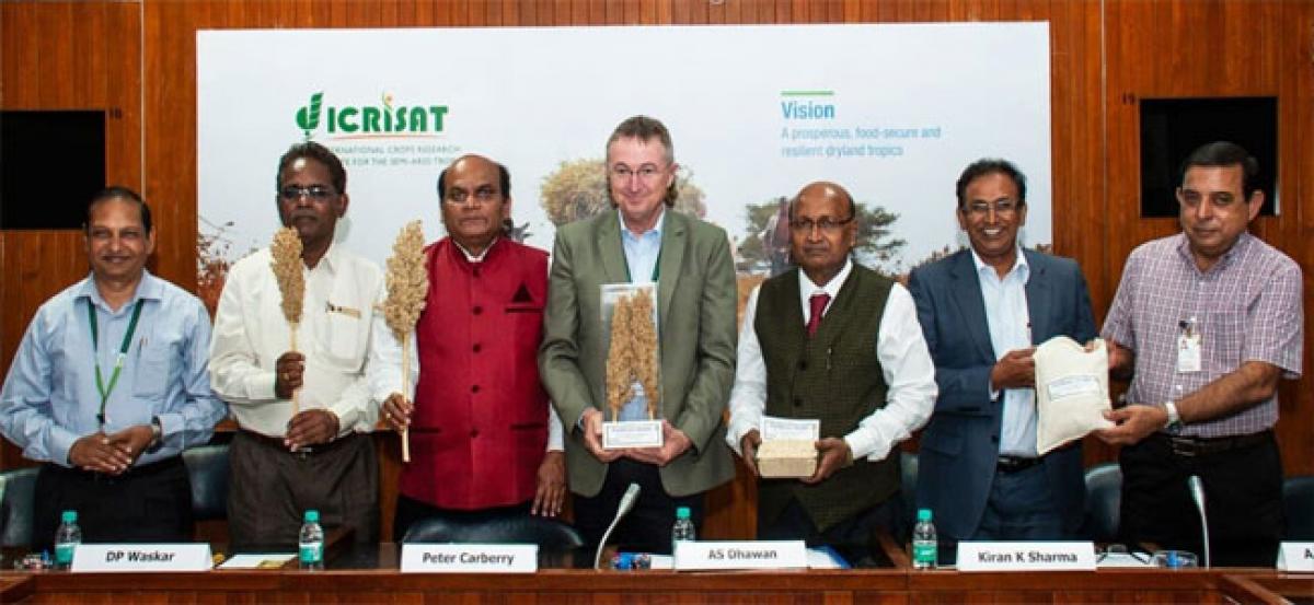 India gets its first Biofortified sorghum