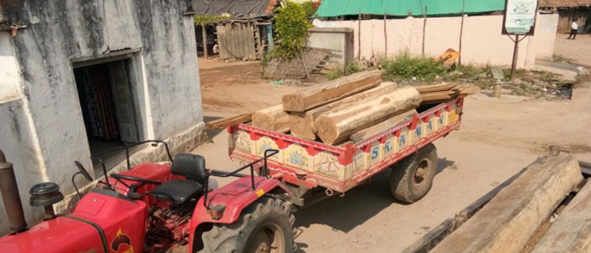 Illegally stored teak timber seized