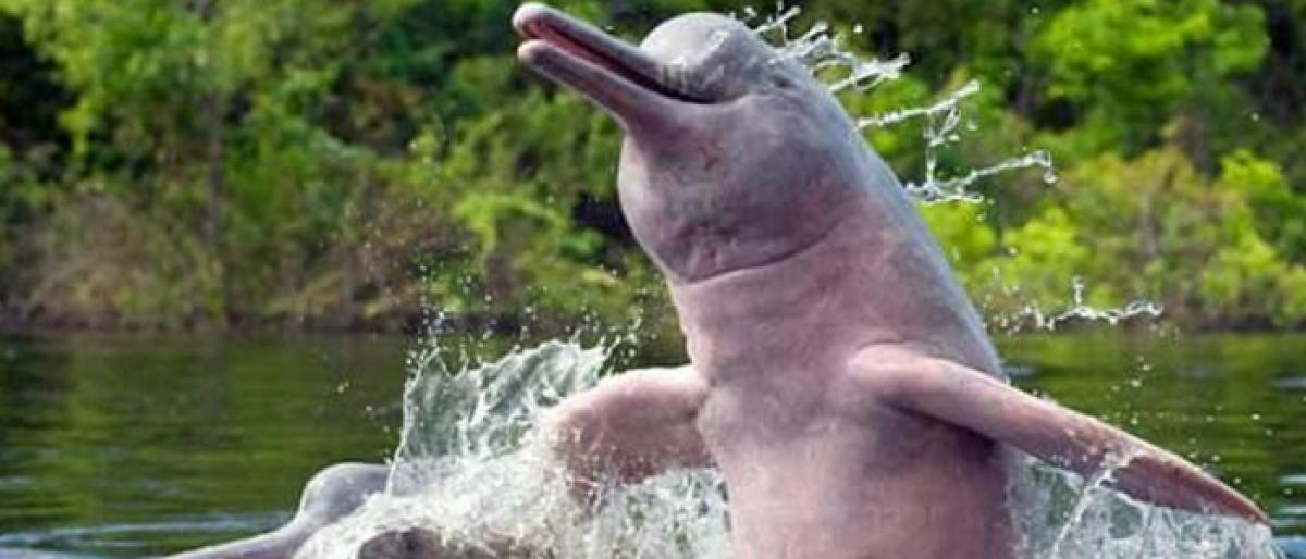 Dolphin population falls to 154 from 174 in Bihar's Vikramshila