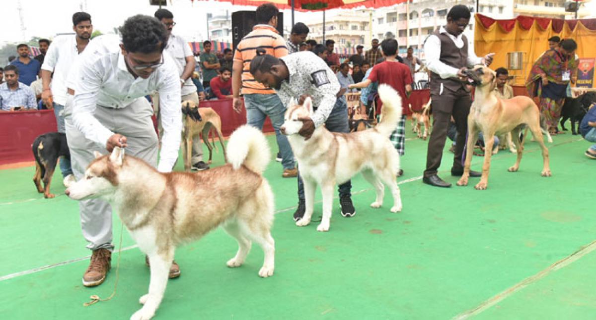 Private firms prefer sniffer dogs for security