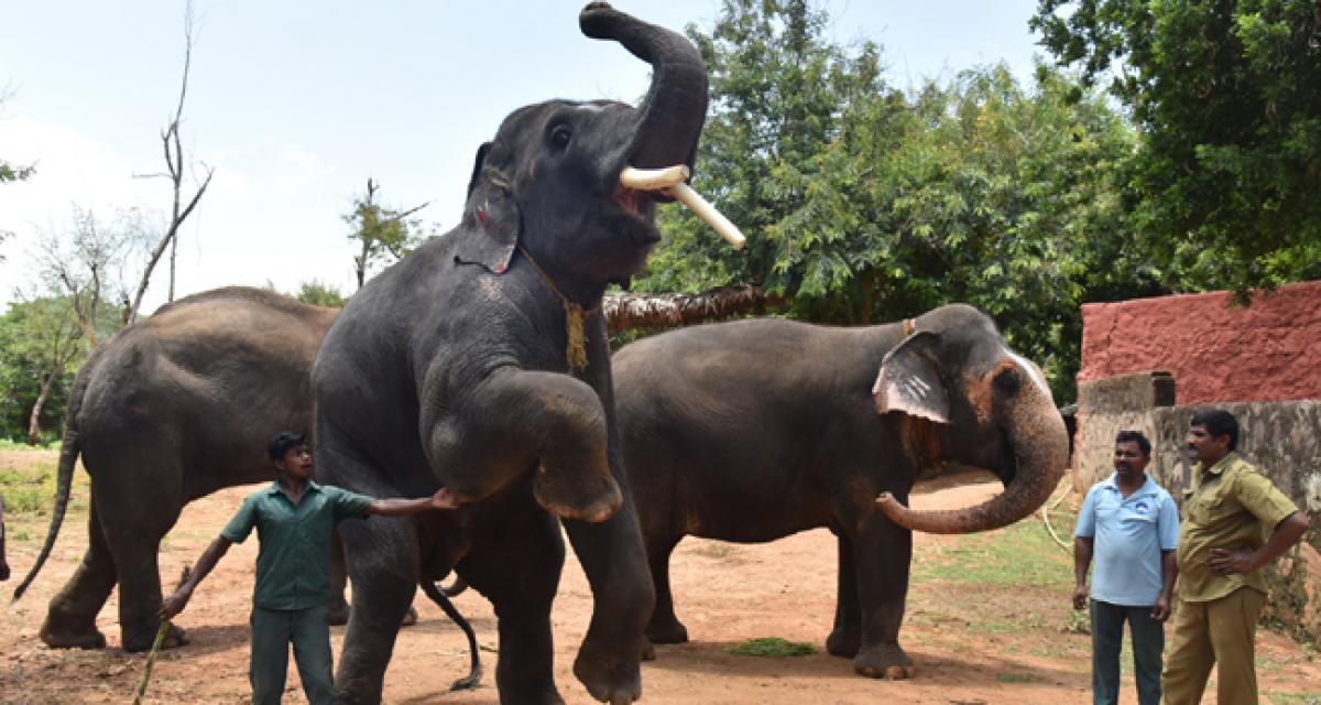 World Elephant Day at Vizag zoo