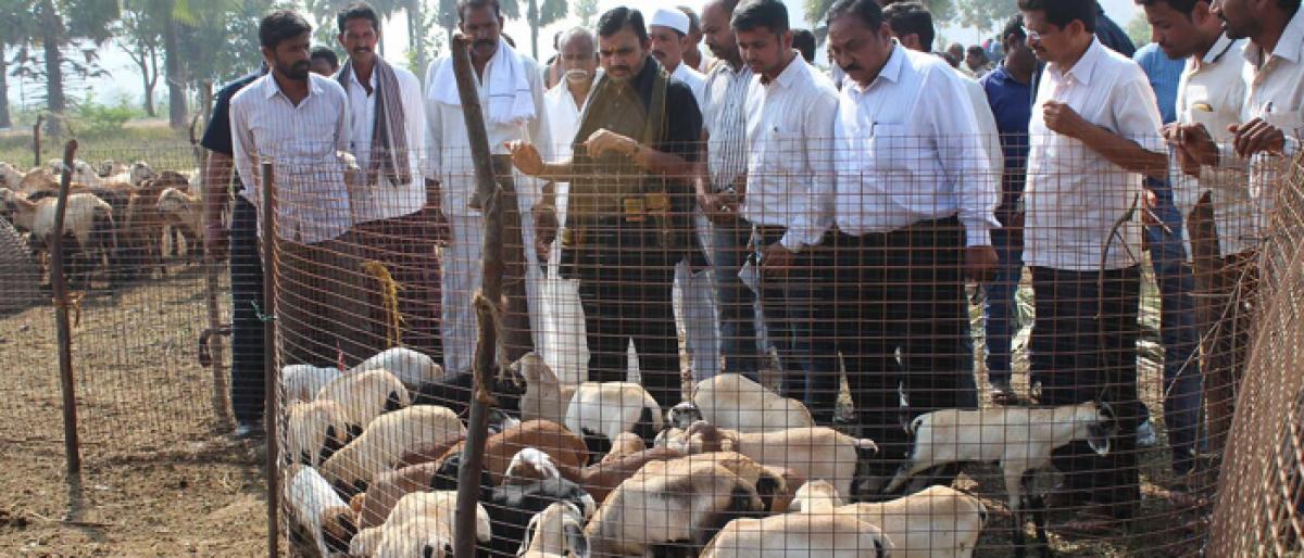 Sheep scheme boosts shepherds income: Jagtial Collector