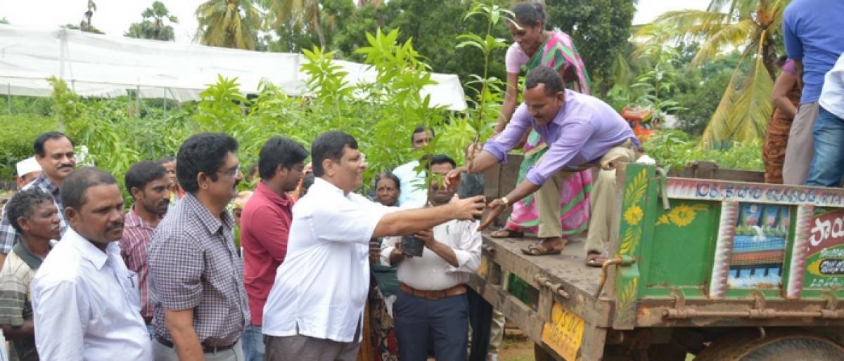 Officials told to supply enough saplings