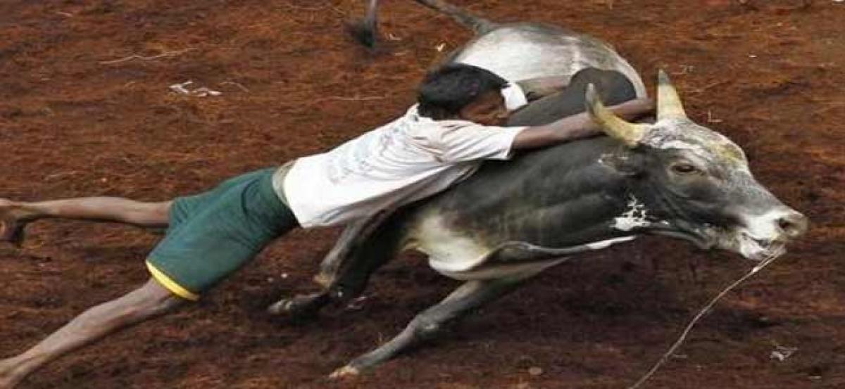 SC refuses to defer final hearing on petitions challenging TNs Jallikattu Act