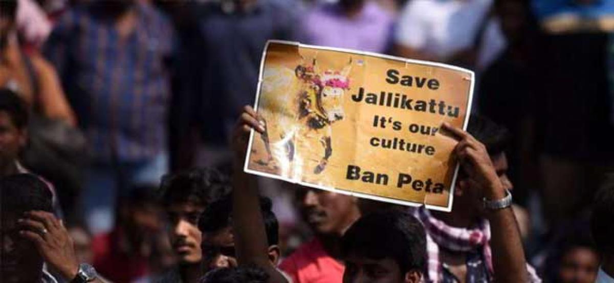 Supreme Court refers Jallikattu matter to constitution bench