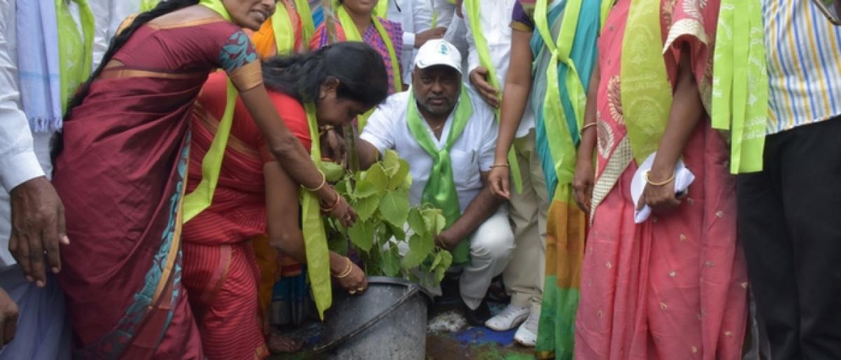 Minister Jogu Ramanna plants saplings