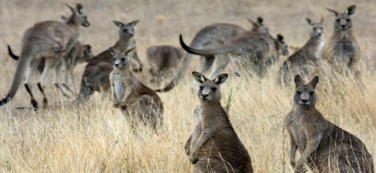 When in Australia, do not feed carrots to kangaroos. You could be attacked