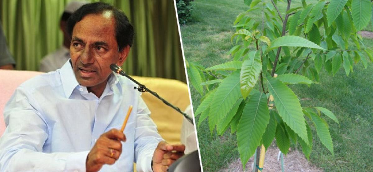 Give priority to protection of tress than planting the saplings: KCR