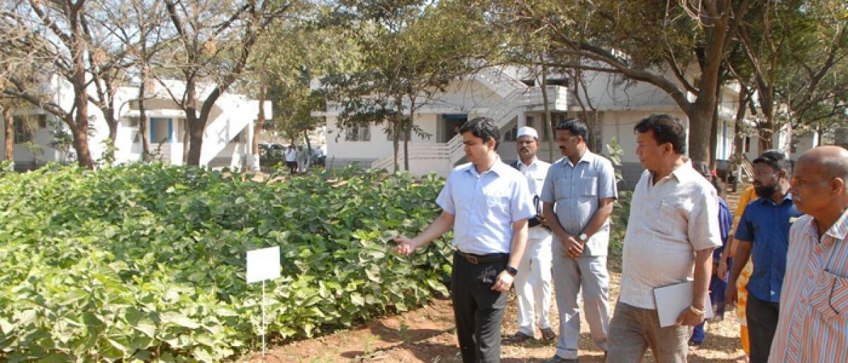 Mulberry plantation in 1,000 acres: Collector