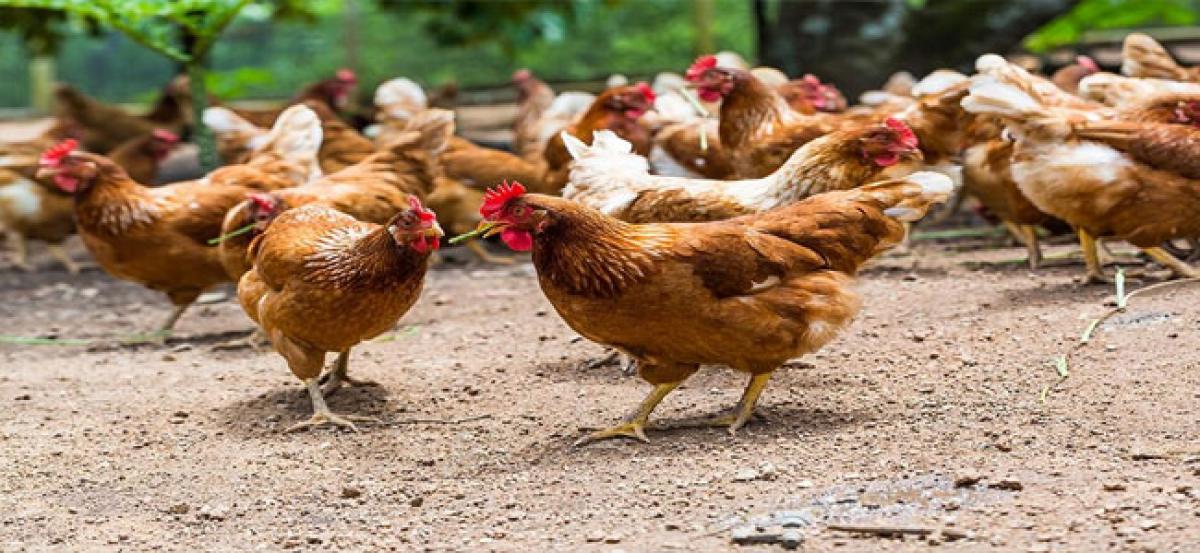 Rise in sale of organic poultry products online