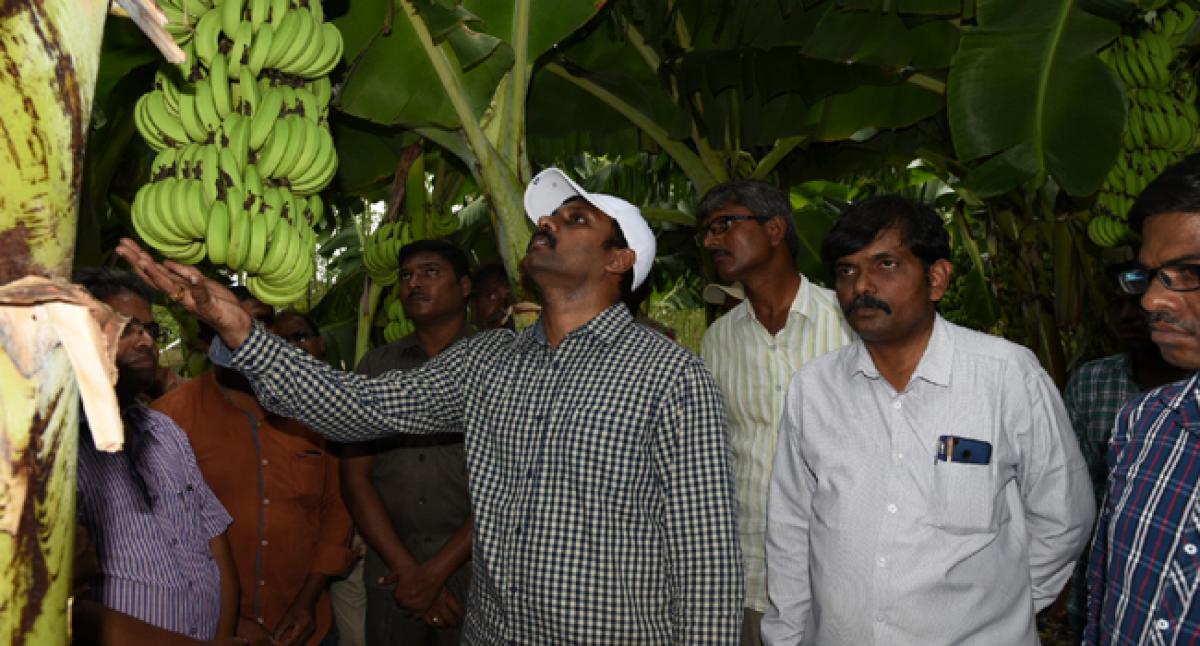 AP Govt committed to develop Kadapa as horticulture hub