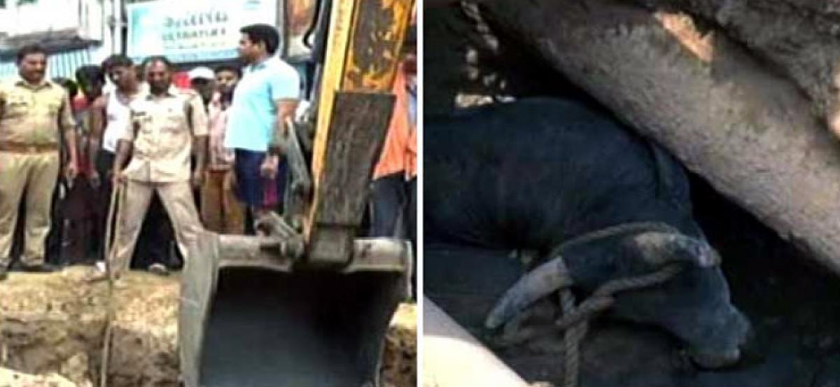 Kanpur: Operation to rescue bull trapped in 10-feet dig underway