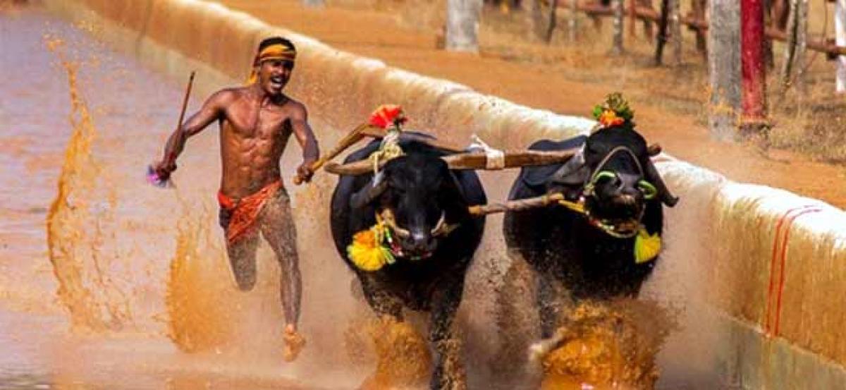 No Kambala buffalo race in Karnataka as SC refuses to grant interim stay