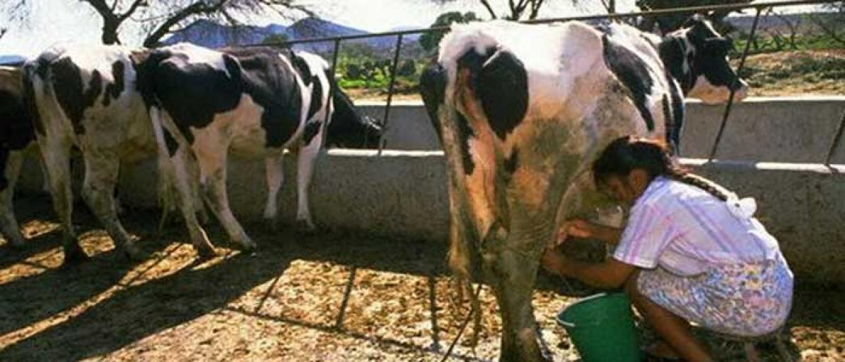Dairy production dips drastically in Khammam