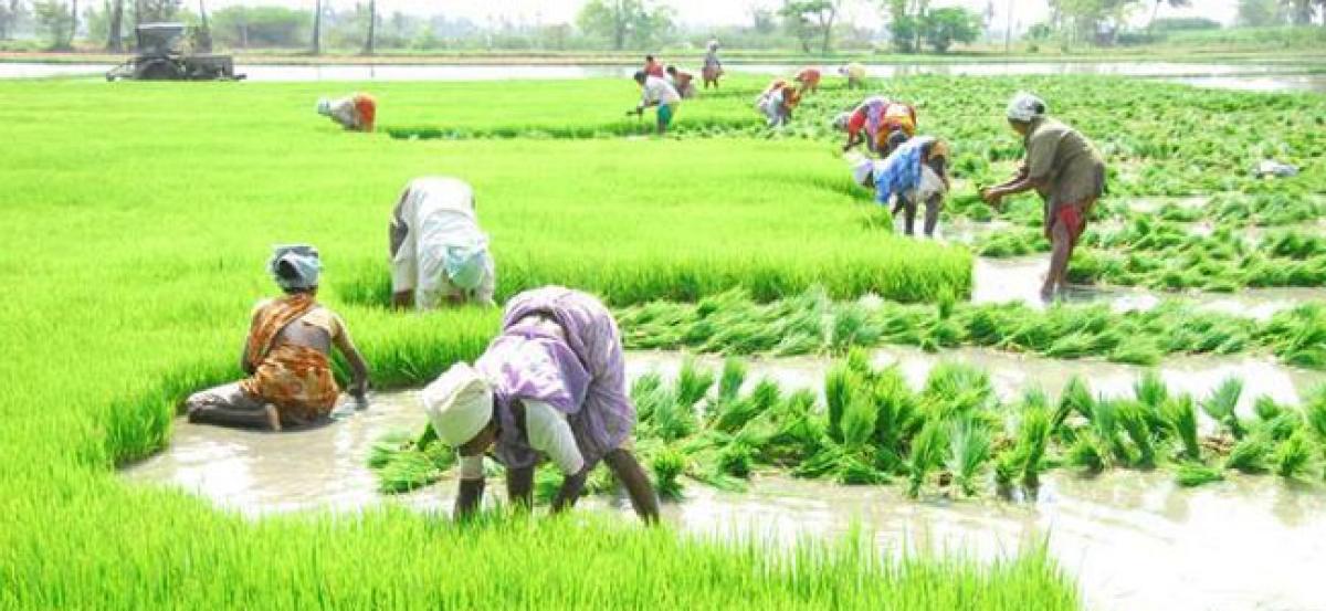 Kharif 2017: Insurance companies asked to furnish details of coverage of farmers