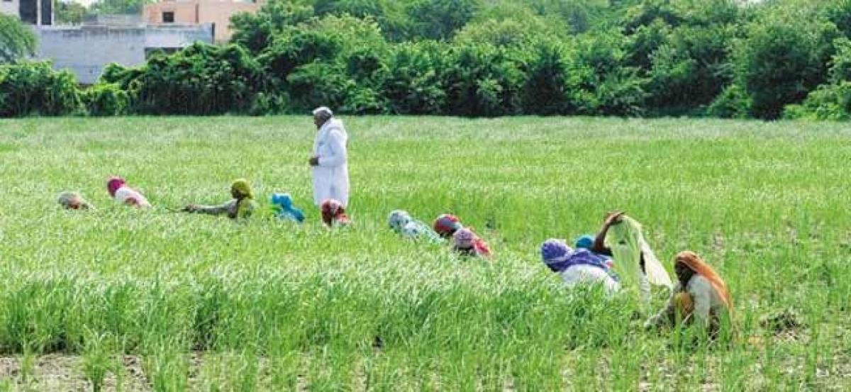 Insurance companies asked to clear Khariff crop claims by Nov 25