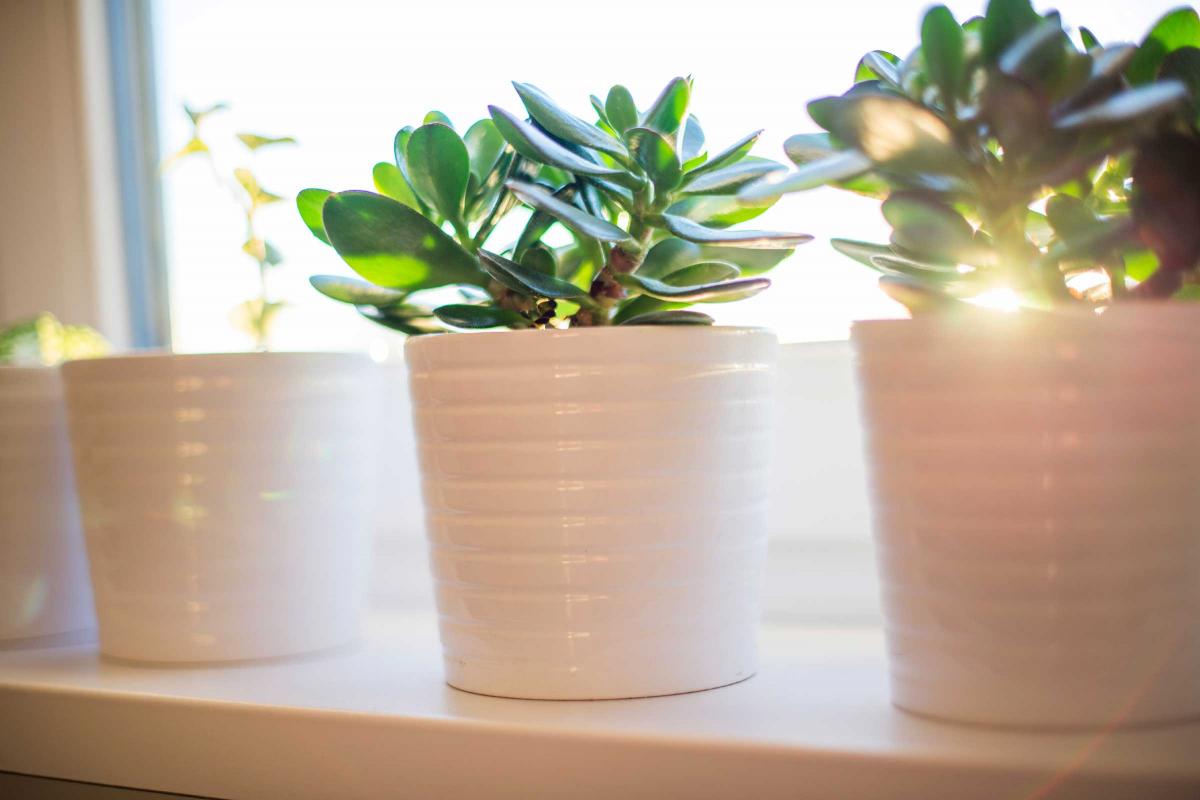 Add lamps, greenery to your home for positive vibes