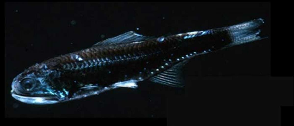 Lanternfish throws light on abundant protein in ocean