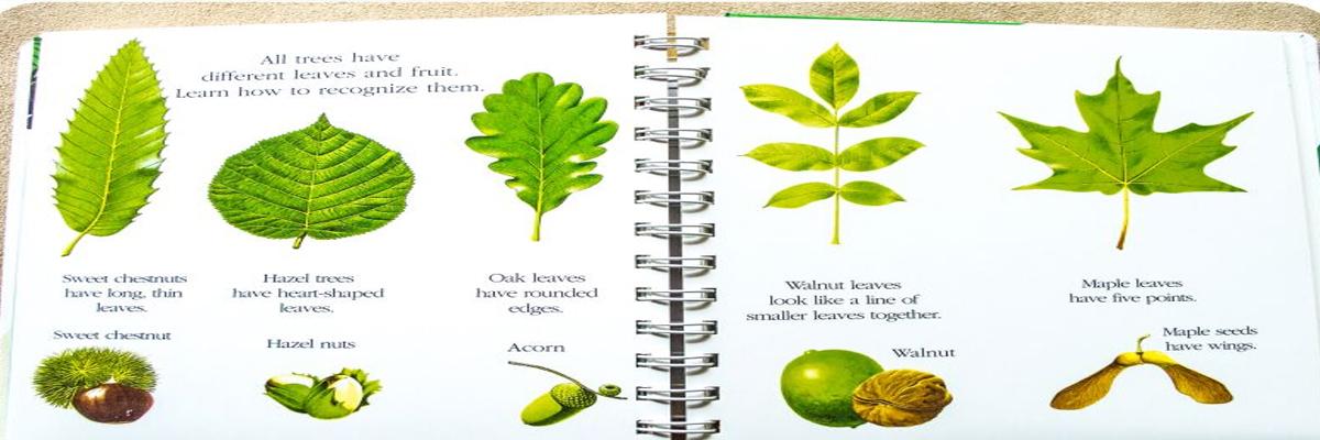 Learn about leaves