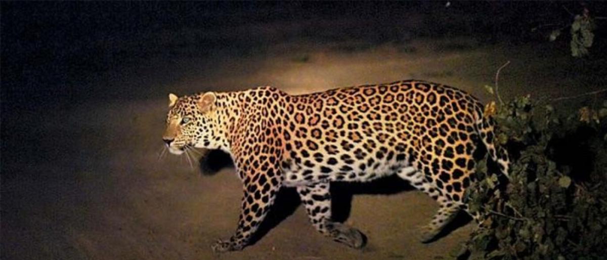 Leopard spotted in Asola Bhatti Wildlife Sanctuary
