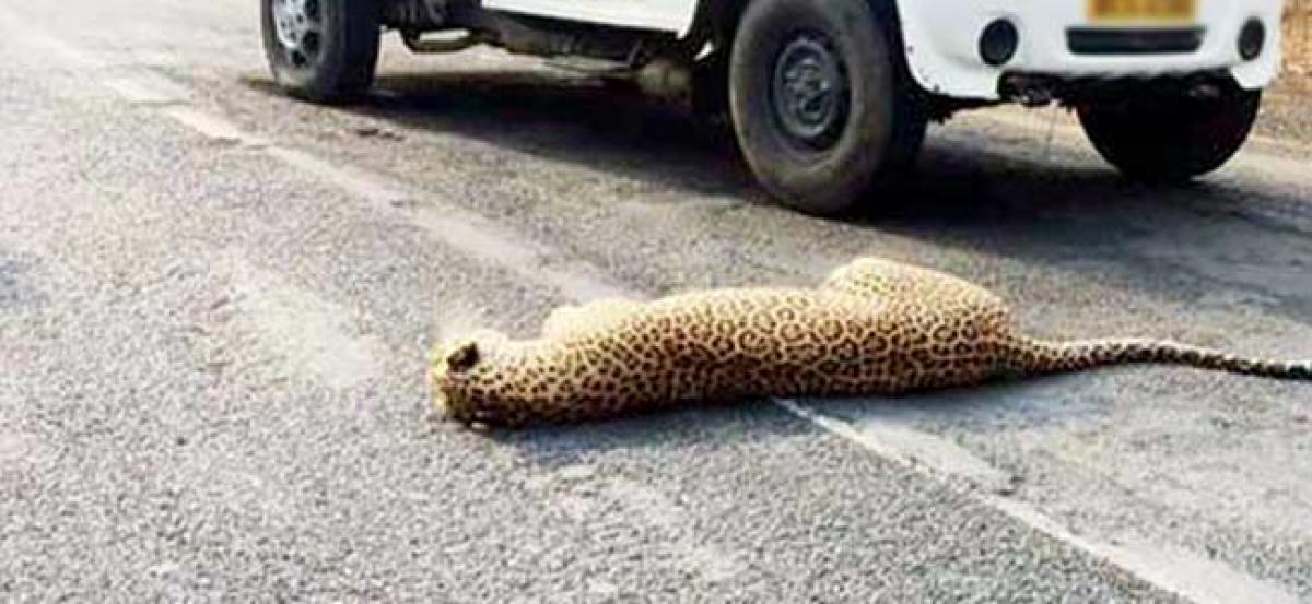 Leopard killed in road accident