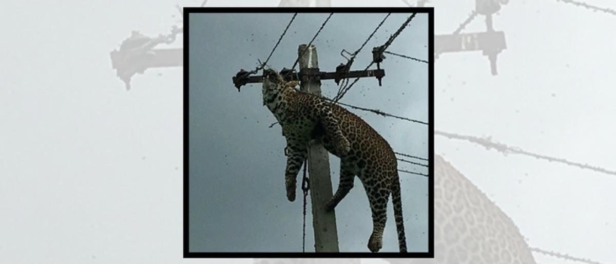 Leopard found dead on electric pole